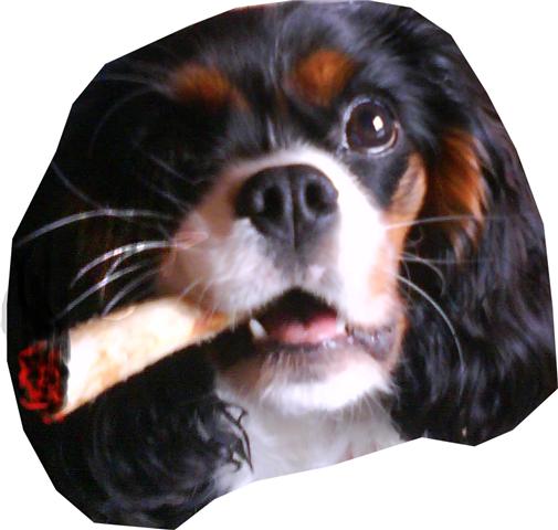 Avatar de l’utilisateur