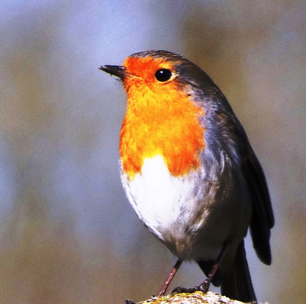 Avatar de l’utilisateur