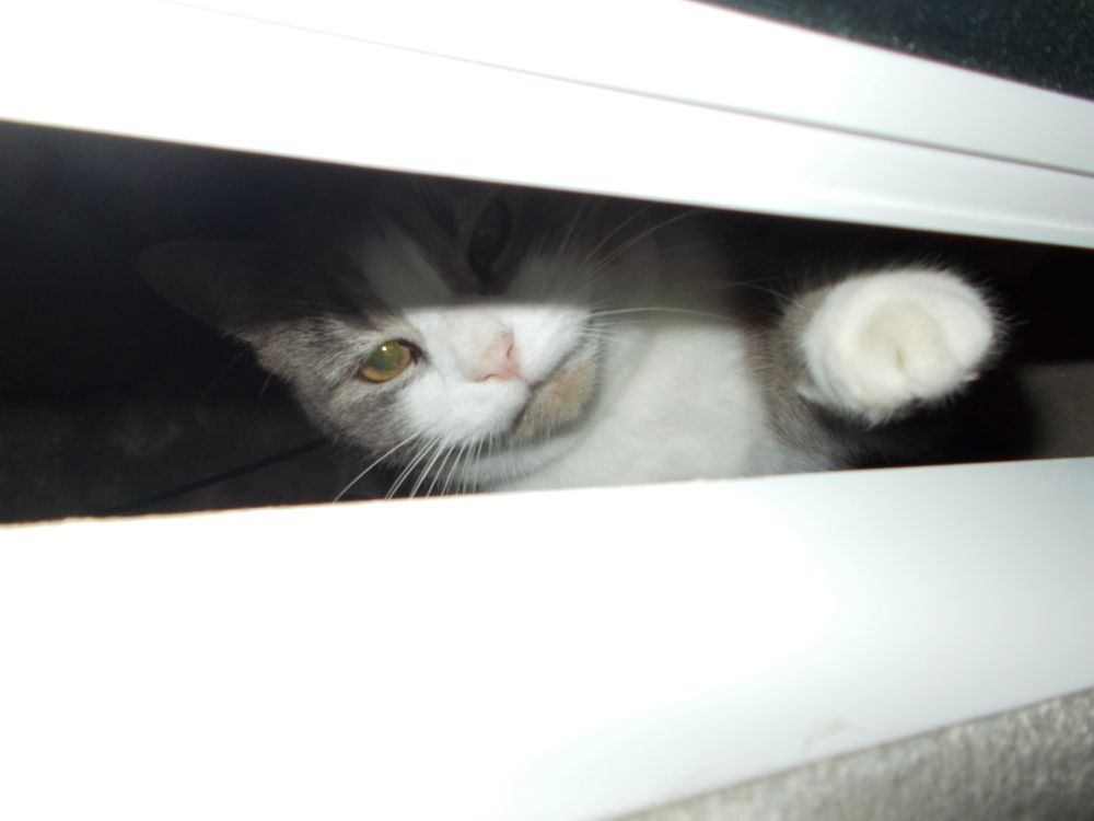 Avatar de l’utilisateur